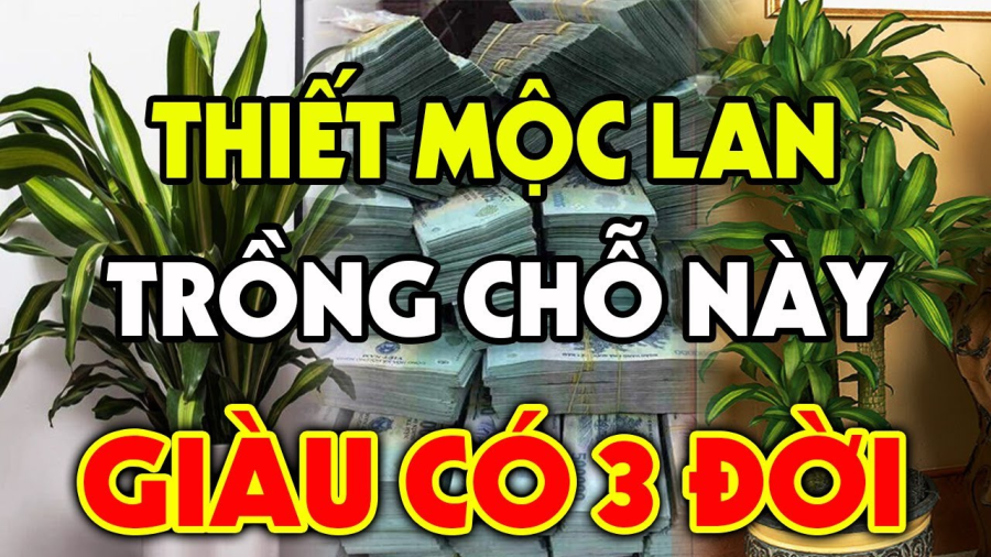 moc-lan2