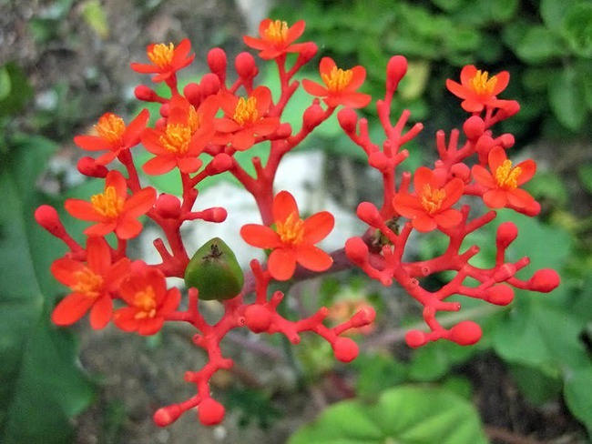ngo-dong-canh-cay-canh-plantsliv