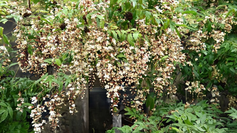 chau-hoa- da-ngoc-minh-chau