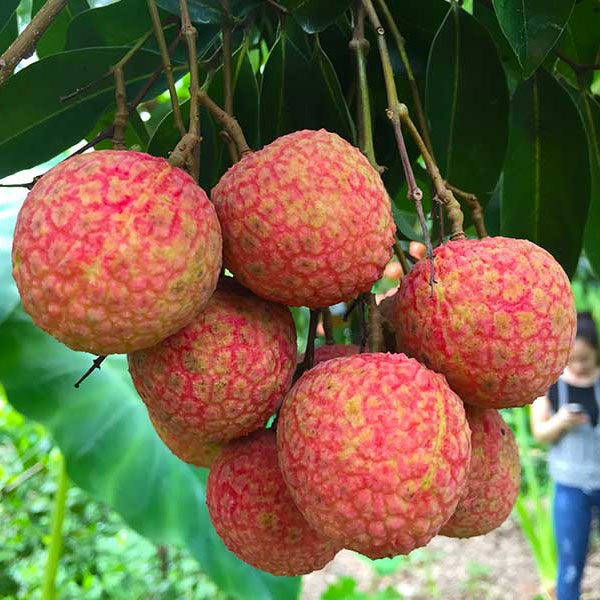 vai-thieu