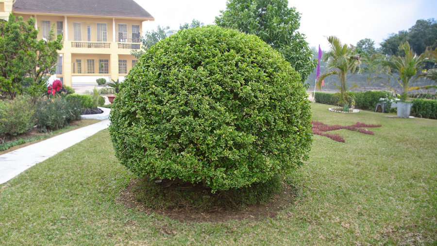 cay-hoa-ngau-tran-trach