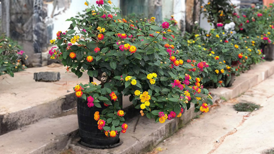 hoa-ngu-sac-phong-thuy