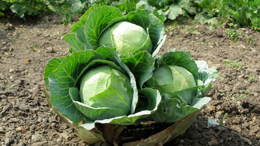 rau-bap-cai-tri-ung-thu