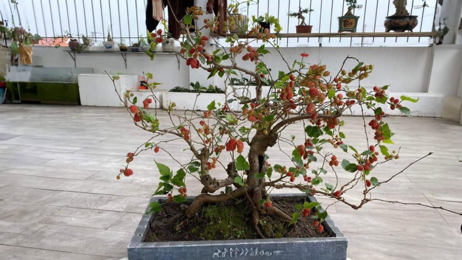 cay-dau-tam-bonsai