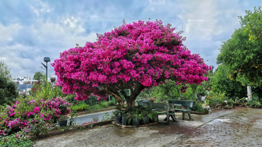 hoa-giay-02