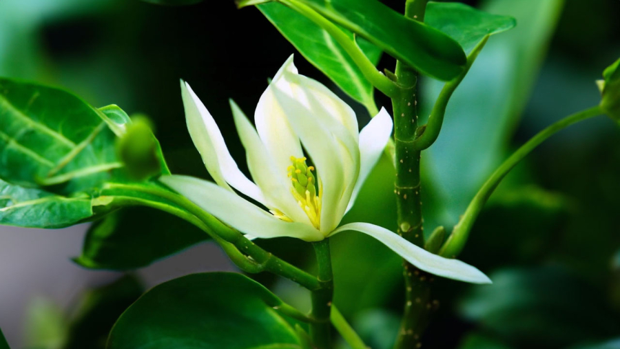 hoa-ngoc-lan