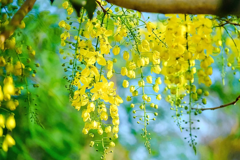 muong-hoang-yen1
