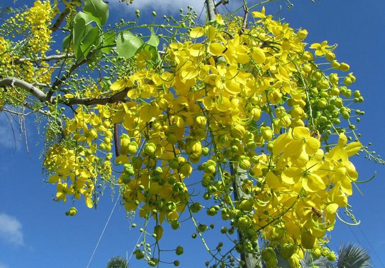 muong-hoang-yen3