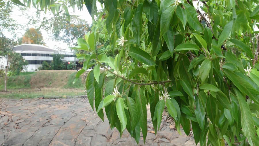 trong-cay-ngoc-lan
