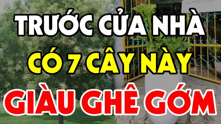truoc nha trong cay nay giau