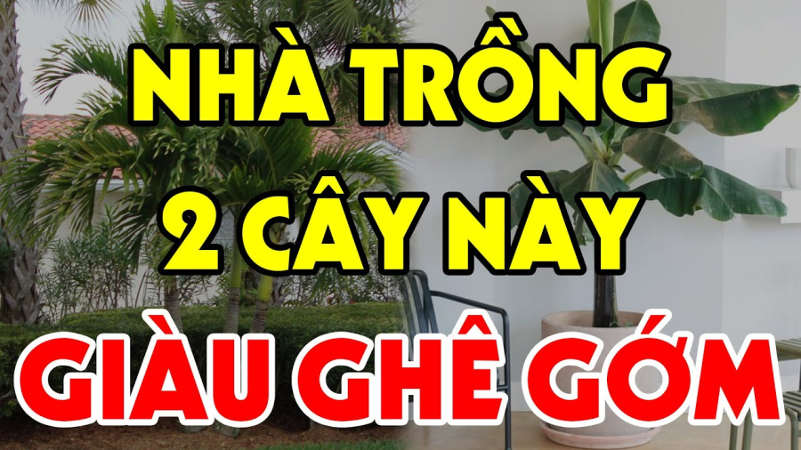 nha co cay nay giau ghe gom