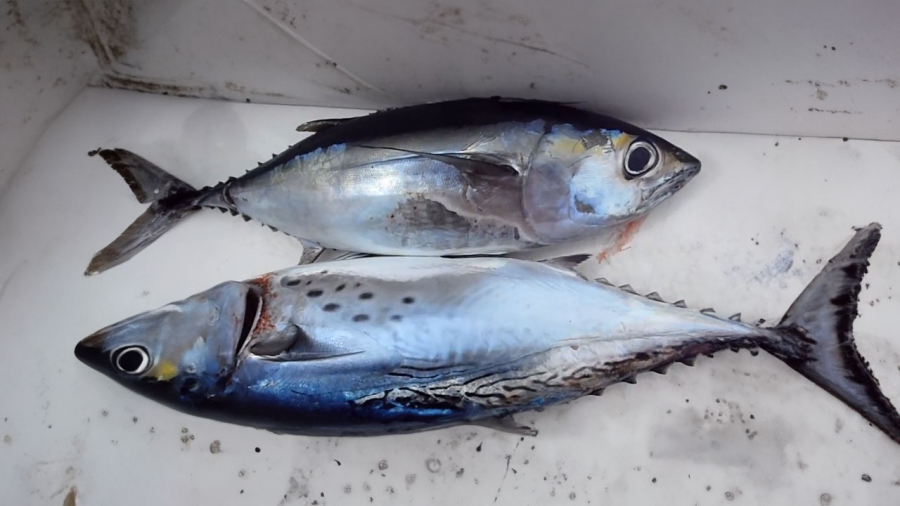 ca-ngu-dai-duong-xanh