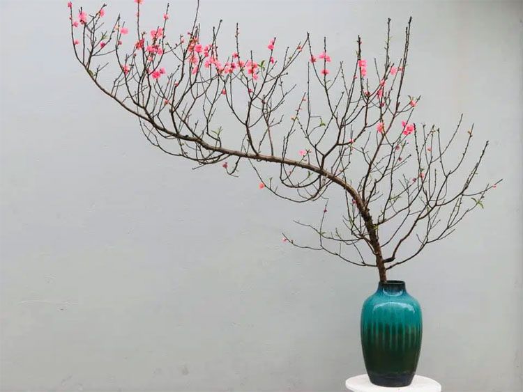 hoa dao tet