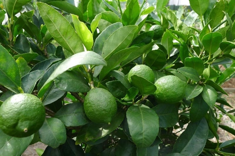 lá-chanh