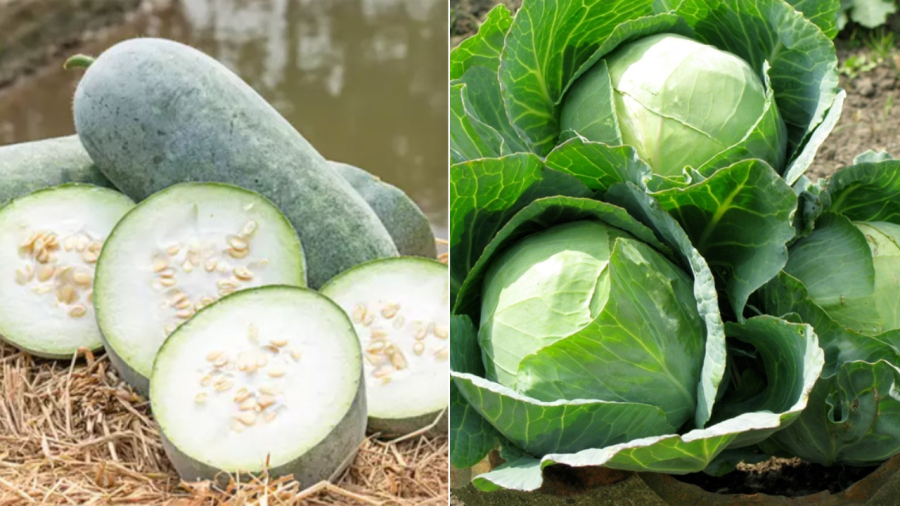 loai-rau-giup-dao-thai-mo-thua-03