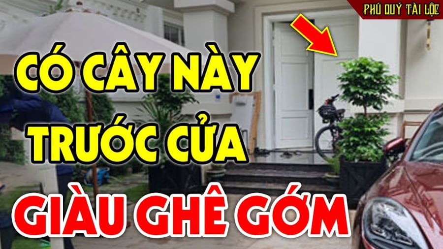 co 3 cay nay truoc nha giau co