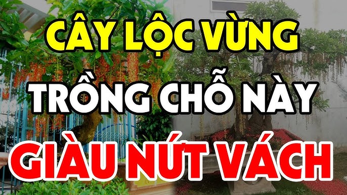 trong loc vung
