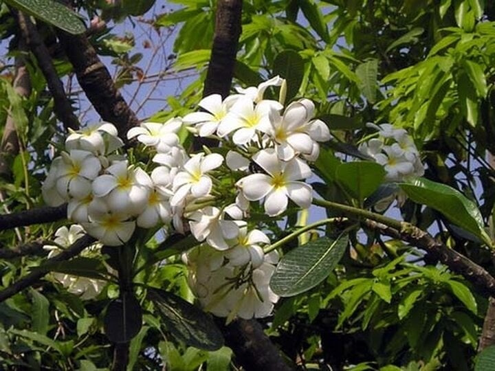 hoa-su-07442794