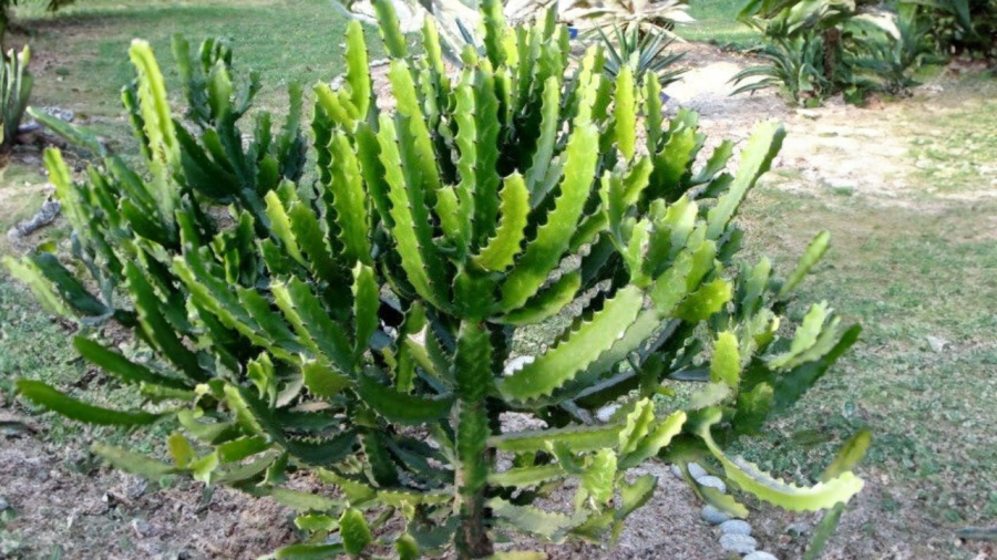 xuong-rong-3-canh 1