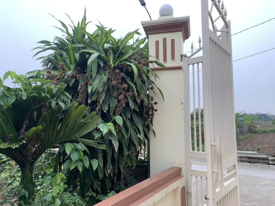 hoa