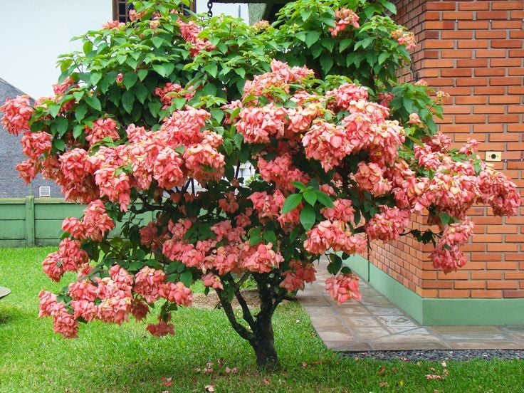 hoa-buom-hong