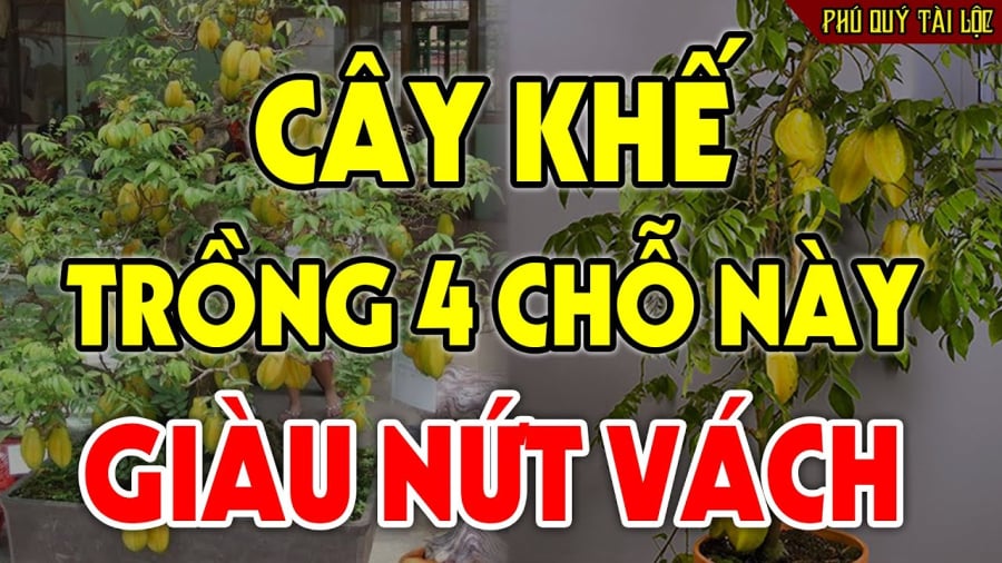 trong khe vi tri nay giau co