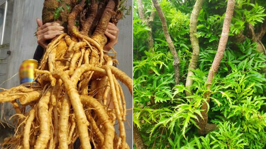 cay-dinh-lang-01