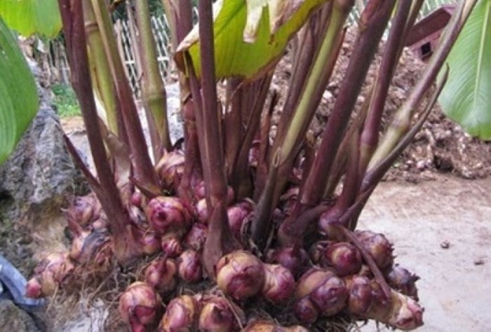 Dong rieng