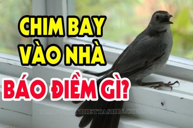 chim-bay-vao-nha-la-diem-gi