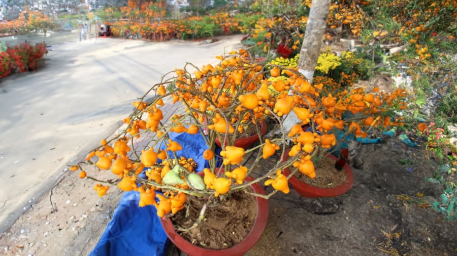 cay-du-thua-choi-tet