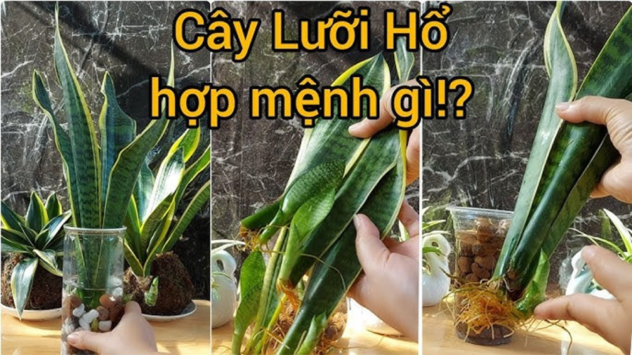 luoi-ho4