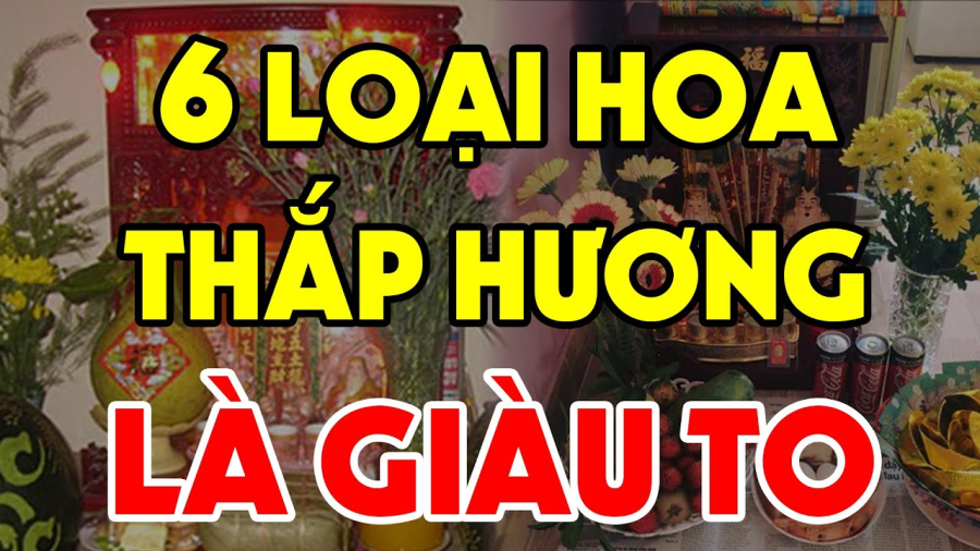 hoa cung may man