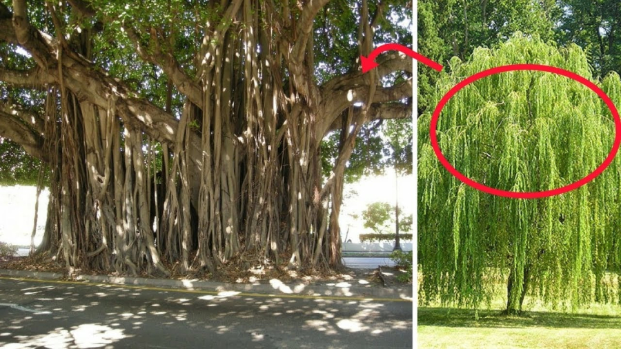 cay nao nen tranh