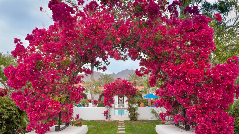 hoa-giay1