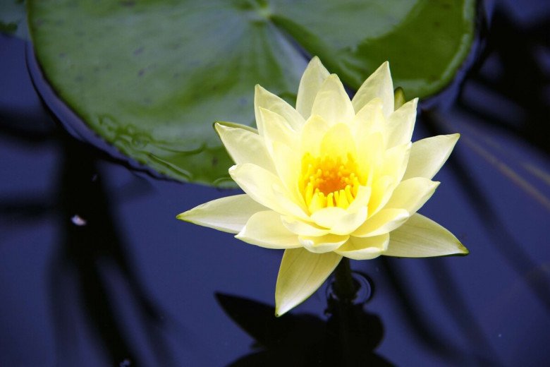 ngoi-hanh-phuc