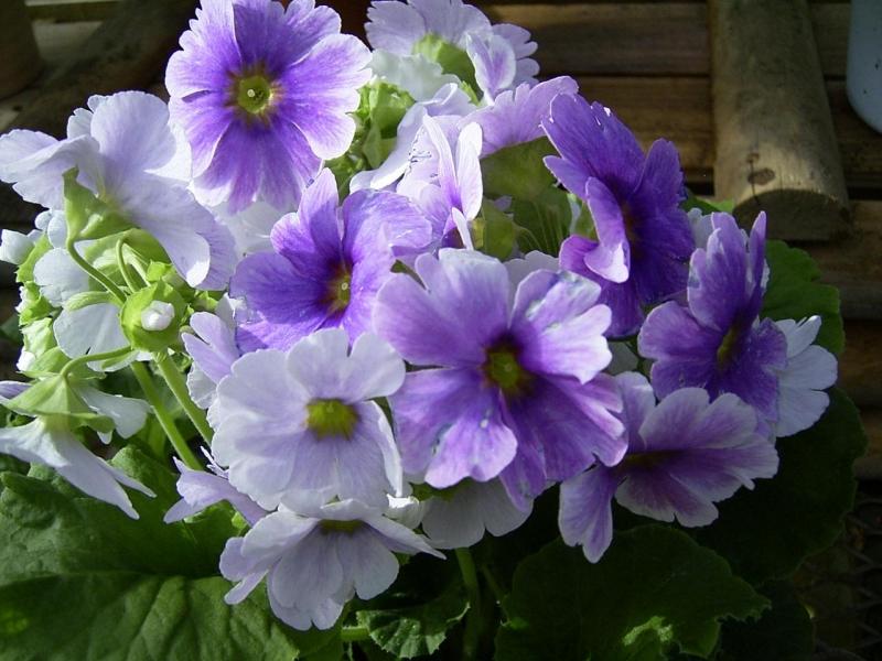 Hoa anh thao