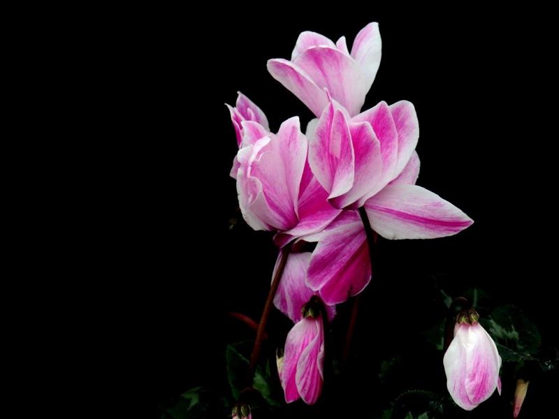 Hoa anh thao1