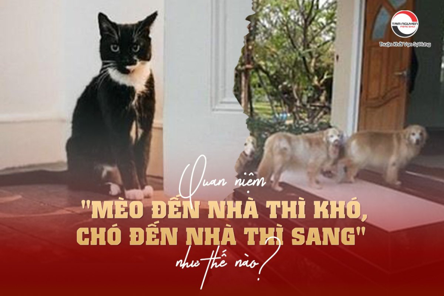 meo-den-nha-thi-kho-cho-den-nha-thi--giau-1