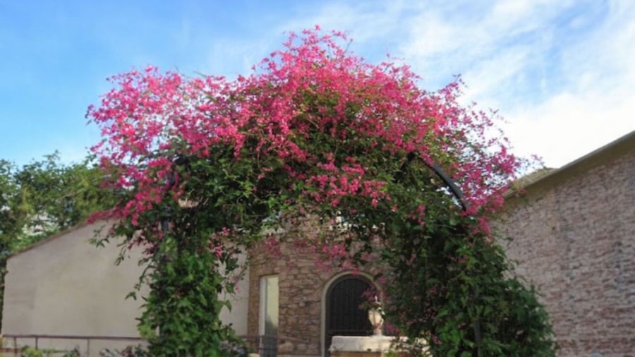 tao-gian-hoa-tigon