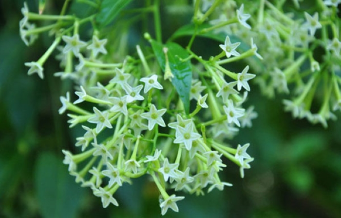 hoa da huong