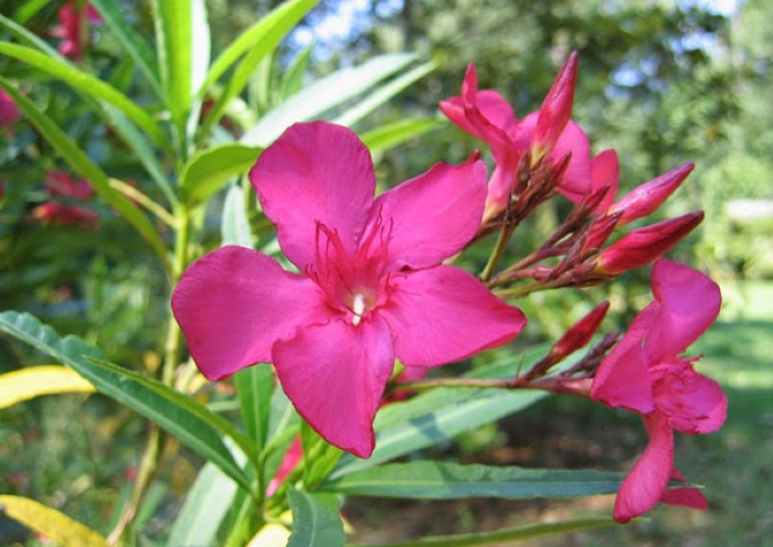 hoa truc dao