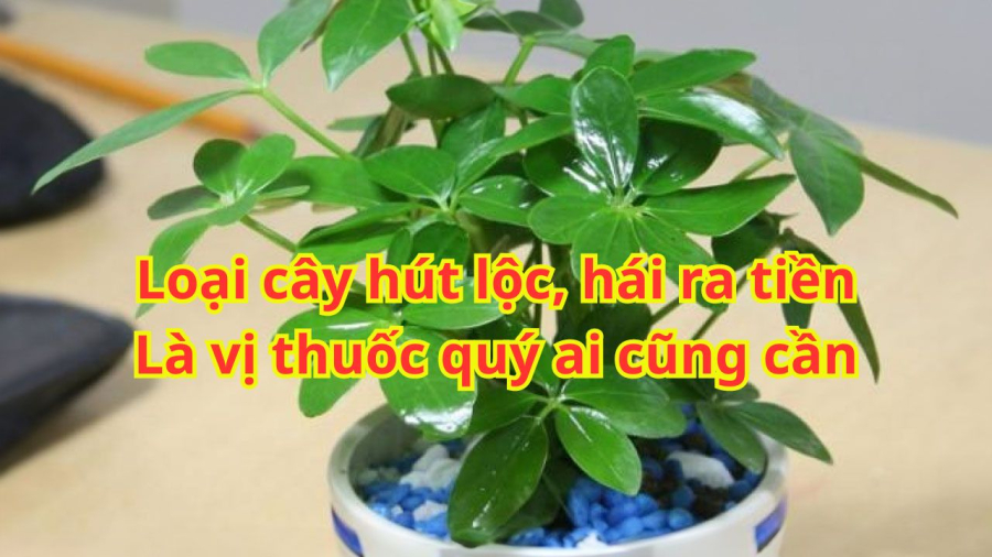ngu-gia-bi-hai-ra-tien