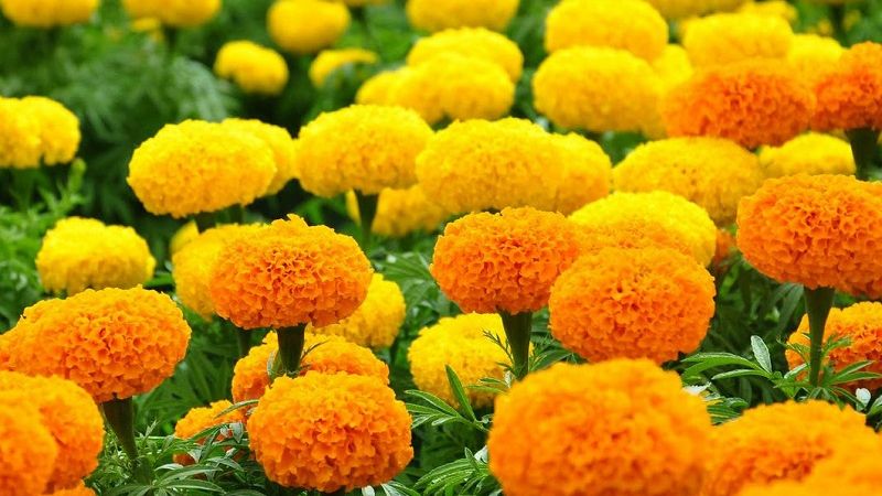 bai-thuoc-chua-benh-tu-cuc-van-tho-2