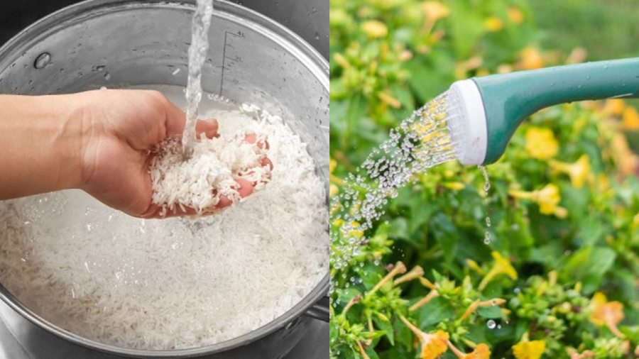 nuoc-vo-gao-tuoi-cay-ruc-ro