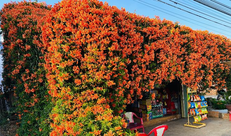 hoa xac phao