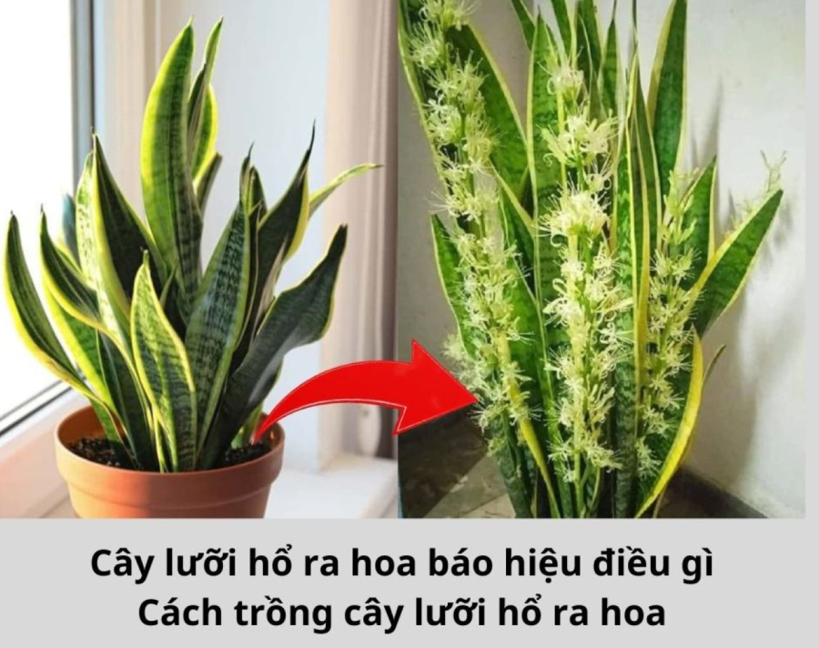 cay luoi ho1