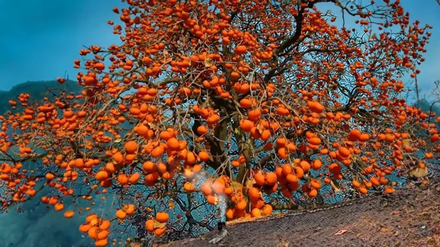 cay-hong-giong-khong-chat