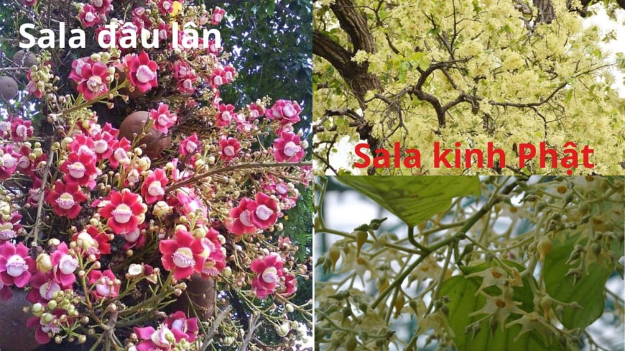 cay-sala-dau-lan