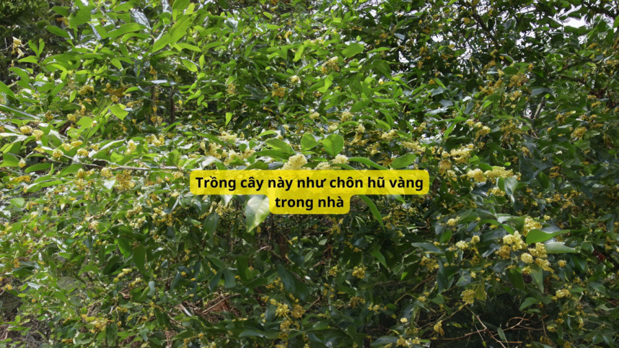 cay-moc-huong-trong-truoc-nha