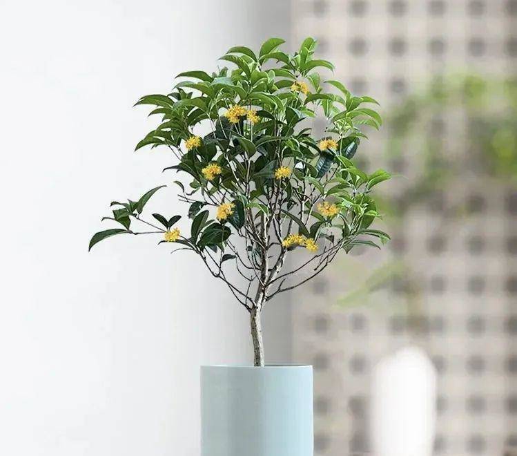 Mùi thơm của hoa mộc hương rất nồng và ngọt, có thể lan tỏa xa và lâu, có khả năng xoa dịu tâm trạng rất tốt.
